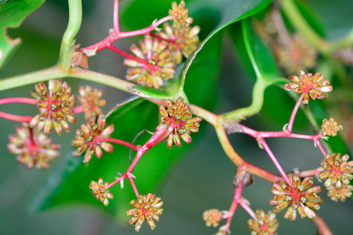 サツマサンキライ