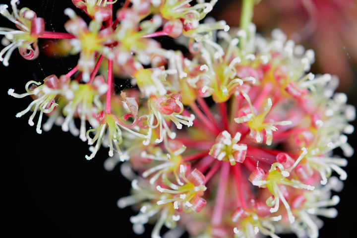 サツマサンキライ