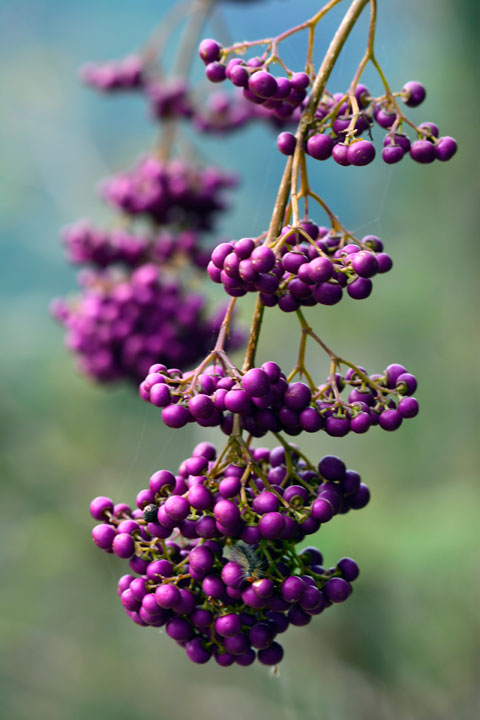 オオムラサキシキブ