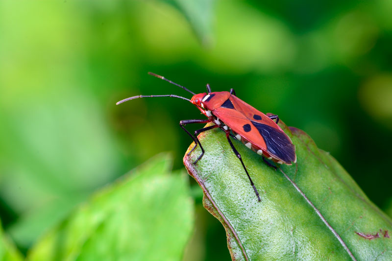 アカホシカメムシ