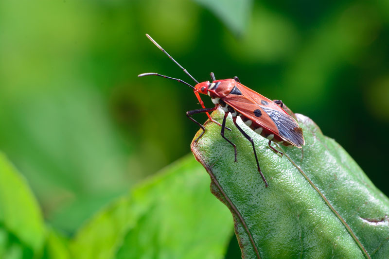アカホシカメムシ