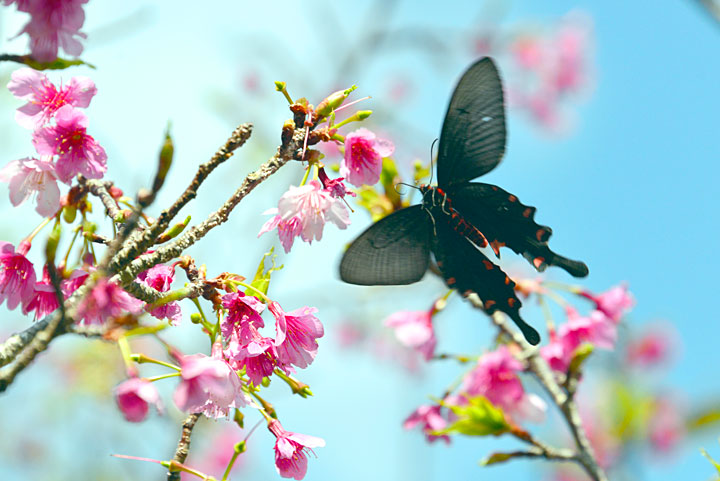 ジャコウアゲハ