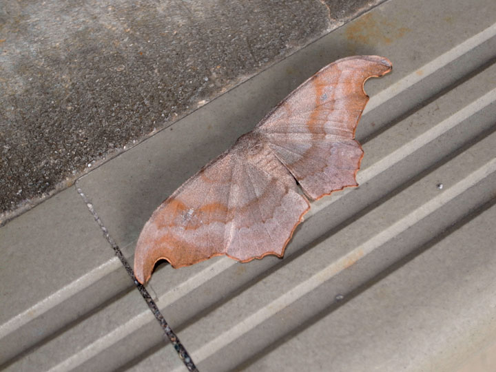 シャクガの一種