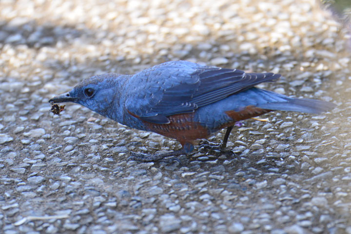 イソヒヨドリ雄