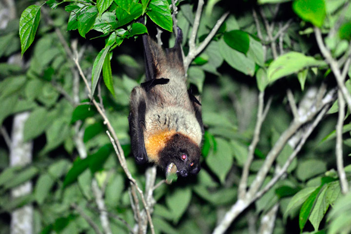 オリイオオコウモリ