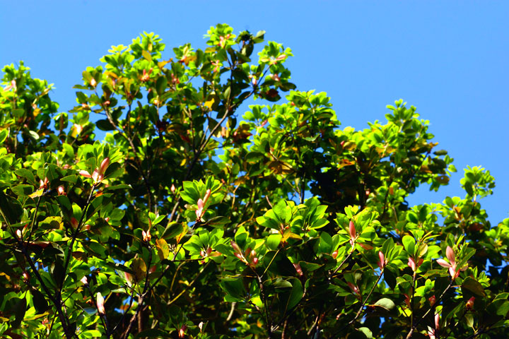 タブノキ芽吹き