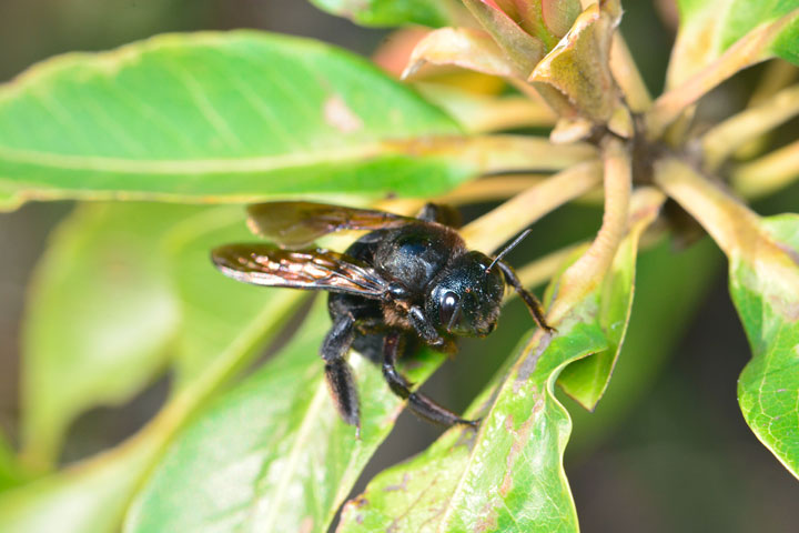 オキナワクマバチ