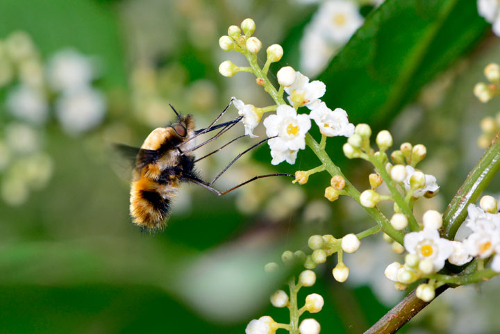 ビロードツリアブ