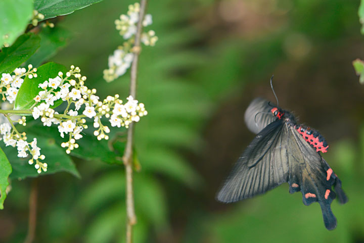 ジャコウアゲハ