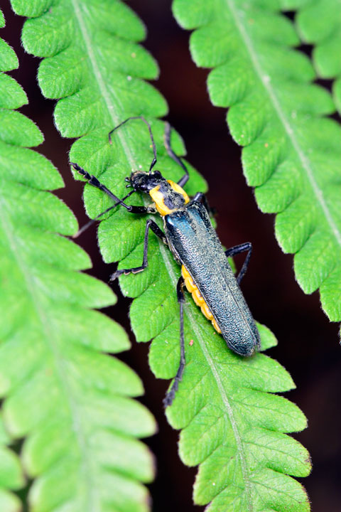 オキナワアオジョウカイ