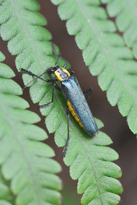 オキナワアオジョウカイ