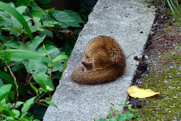 フイリマングース