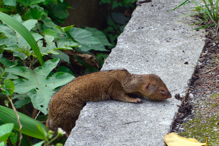 フイリマングース