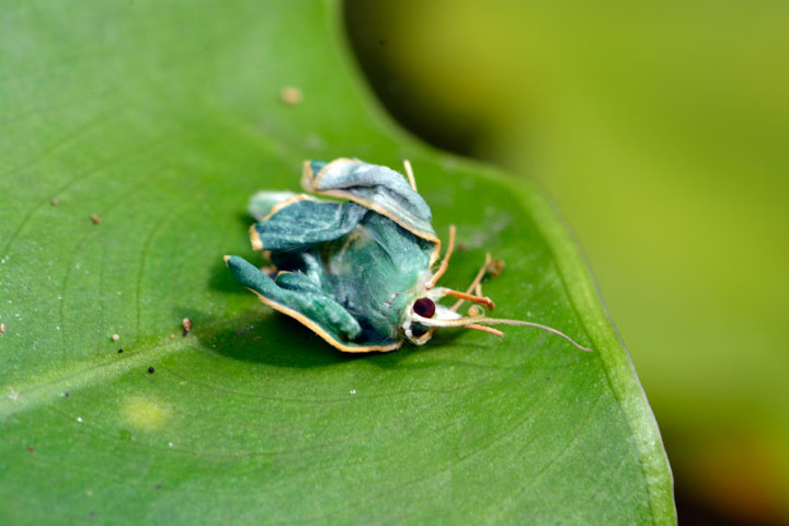 イワカワシジミ