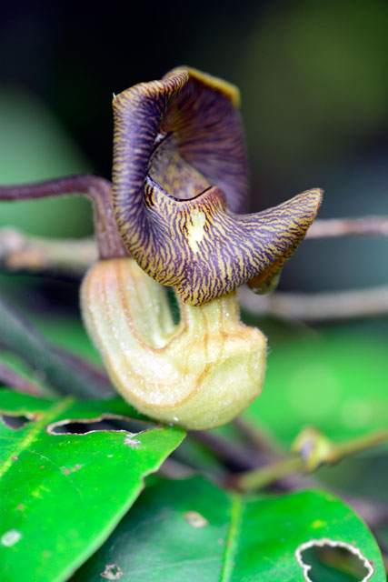 リュウキュウウマノスズクサ