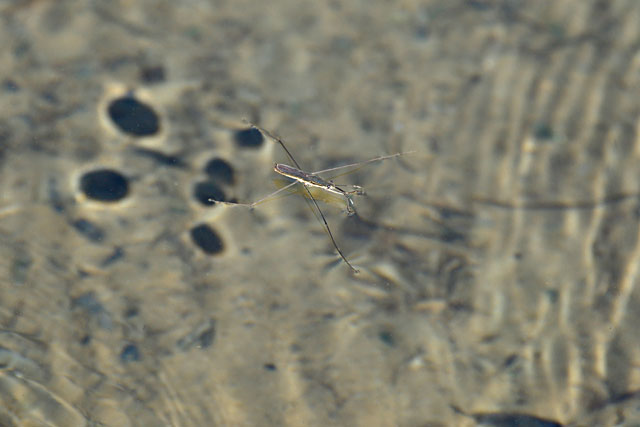 アマミアメンボ