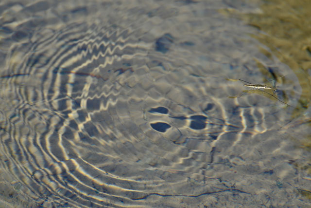 アマミアメンボ