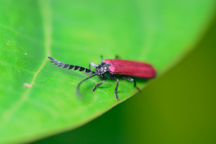 ベニボタルの一種