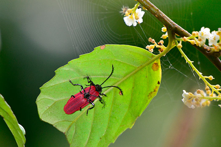 オオシマカクムネベニボタル・ペア