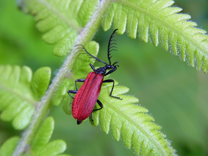 アカハネムシの一種