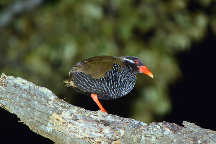 ヤンバルクイナ