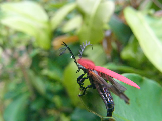 オオシマカクムネベニボタル