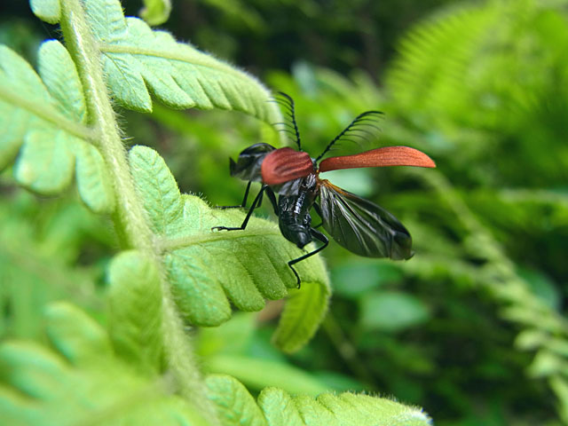 アカハネムシの一種