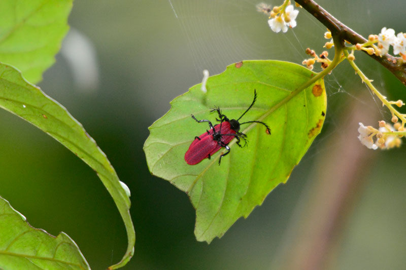 オオシマカクムネベニボタル・ペア