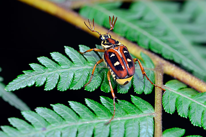 オキナワトラフハナムグリ褐色型雄