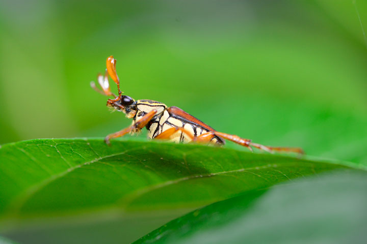 オキナワトラフハナムグリ褐色型雄