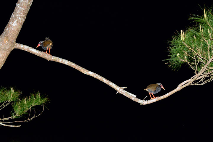 ヤンバルクイナ・ペア