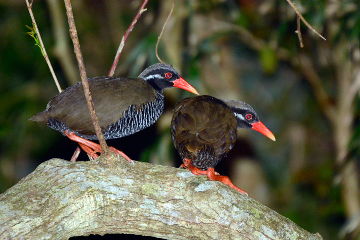 ヤンバルクイナ・ペア