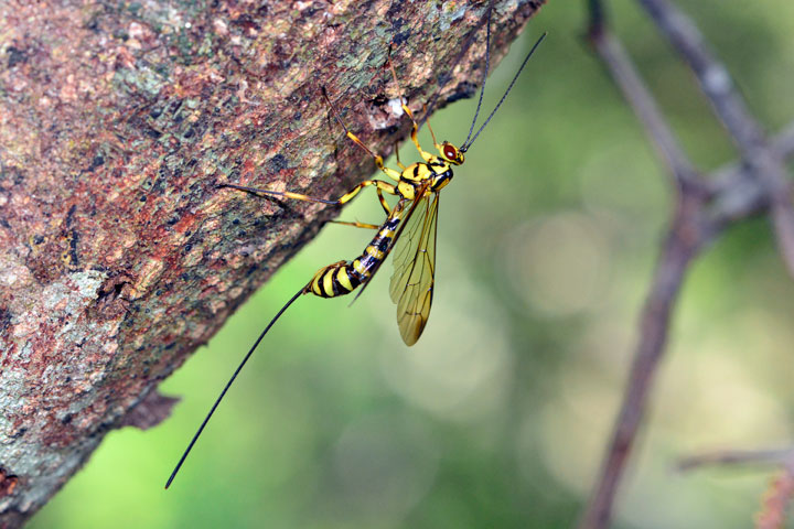 ヒメバチの一種