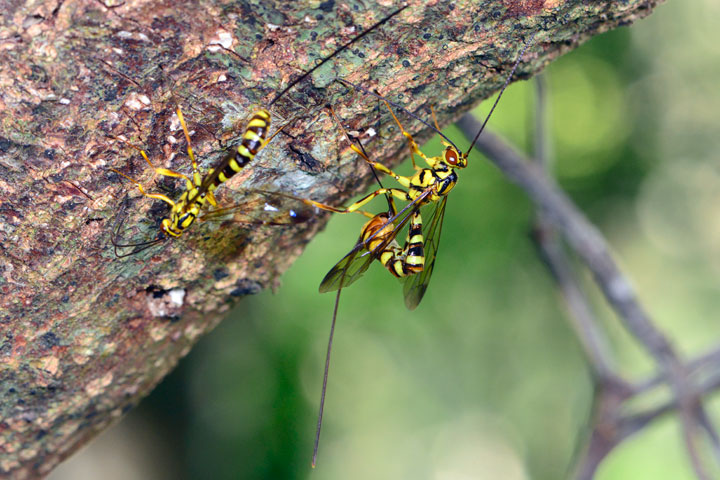ヒメバチの一種