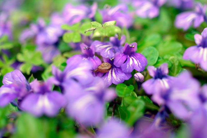 ヒメキランソウ