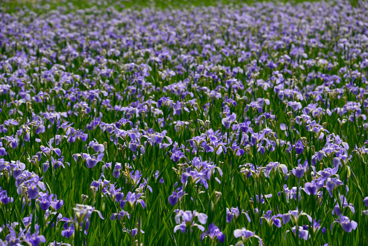 アイリス・オクラレルカ