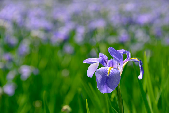 アイリス・オクラレルカ