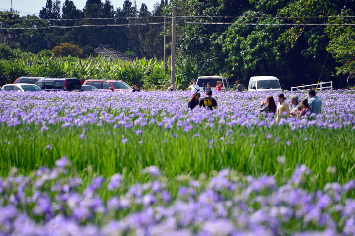 アイリス・オクラレルカ