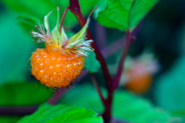 リュウキュウイチゴ