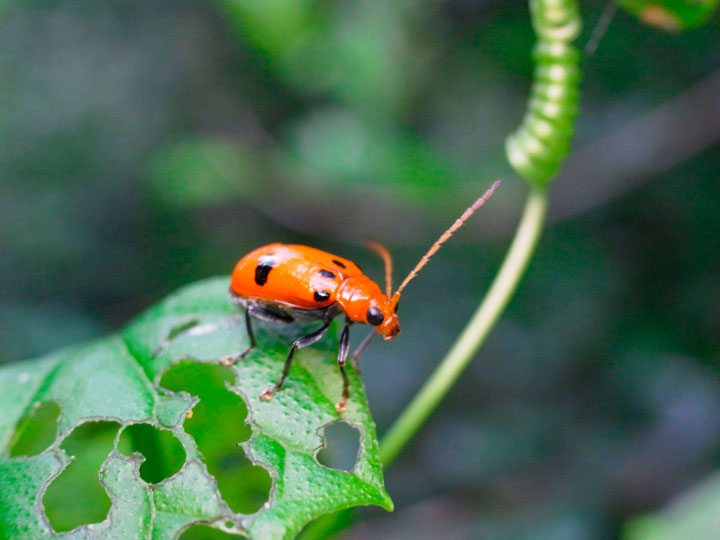 フタイロウリハムシ