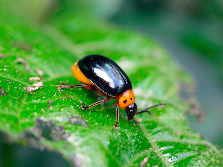 オキナワイチモンジハムシ