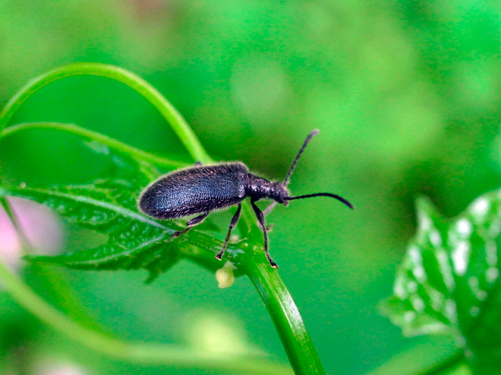 ウルマクロハムシダマシ