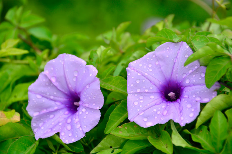 モミジバヒルガオ