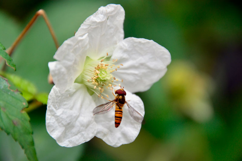 ホソヒラタアブ