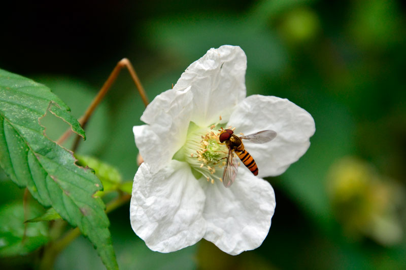 ホソヒラタアブ