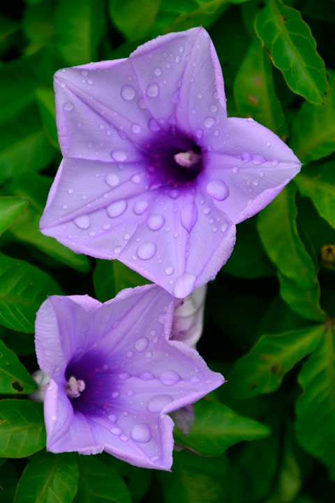 モミジバヒルガオ