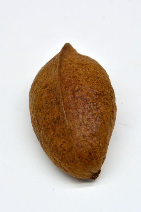 サキシマスオウノキ実