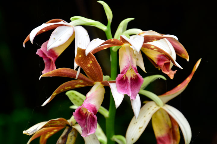 カクチョウラン