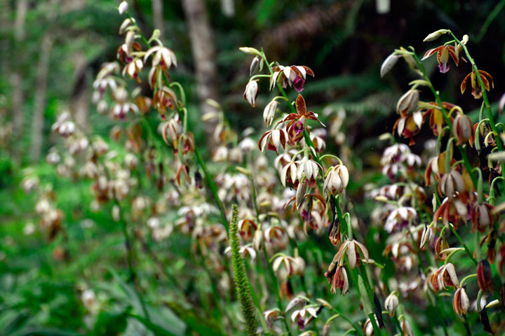 カクチョウラン