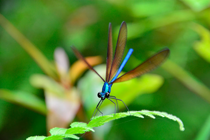 リュウキュウハグロトンボ雄